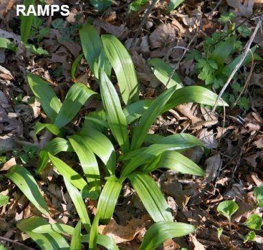 false hellebore and ramps (copy)